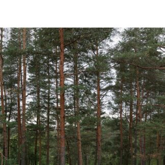 [2765] Photo background Trees (for BFM studio)
